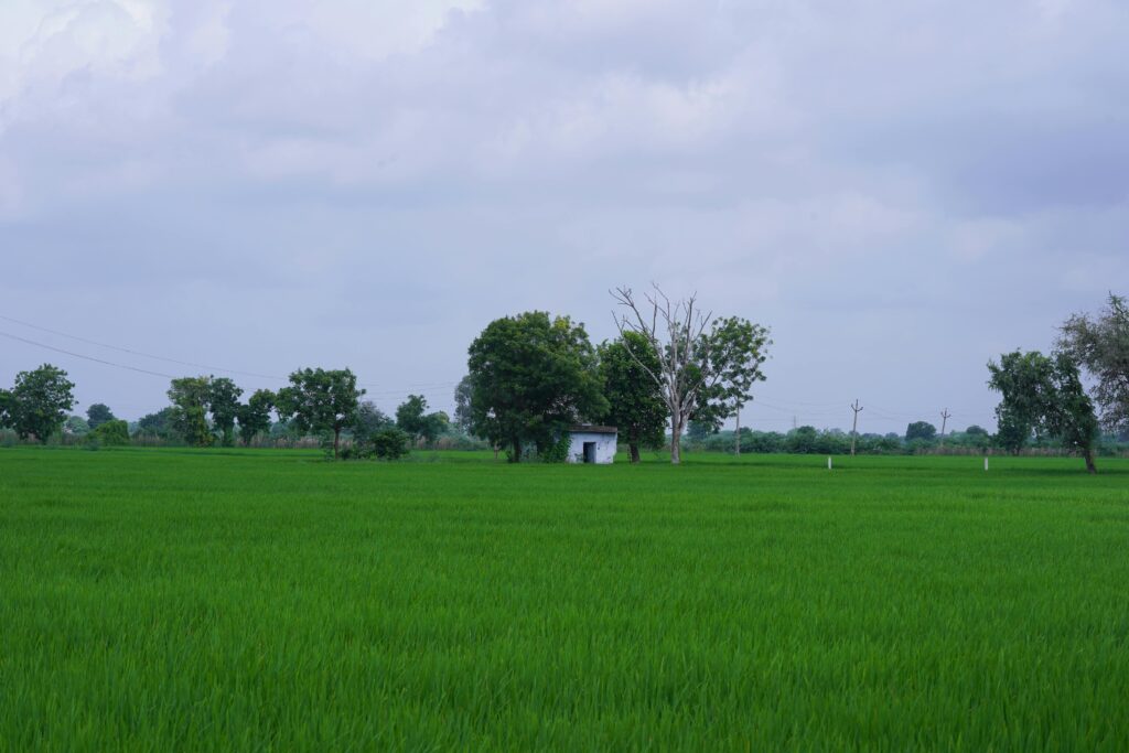 Lush green rice fields in rural Gujarat, India, with cloudy skies overhead.