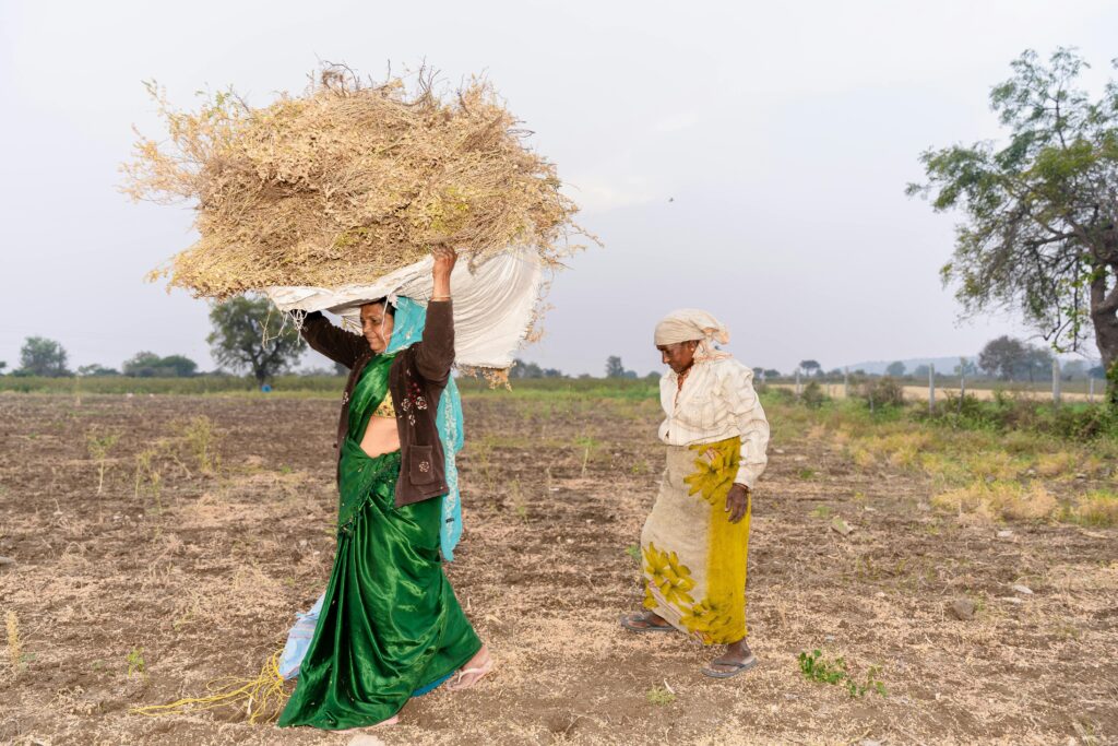 Two women farming in rural India, carrying crops on the head during harvest.